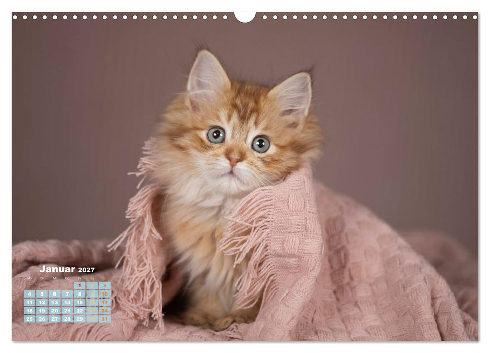 Die Kitten kommen. (CALVENDO Wandkalender 2027)