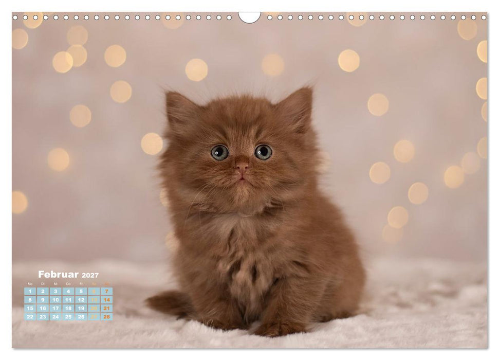 Die Kitten kommen. (CALVENDO Wandkalender 2027)