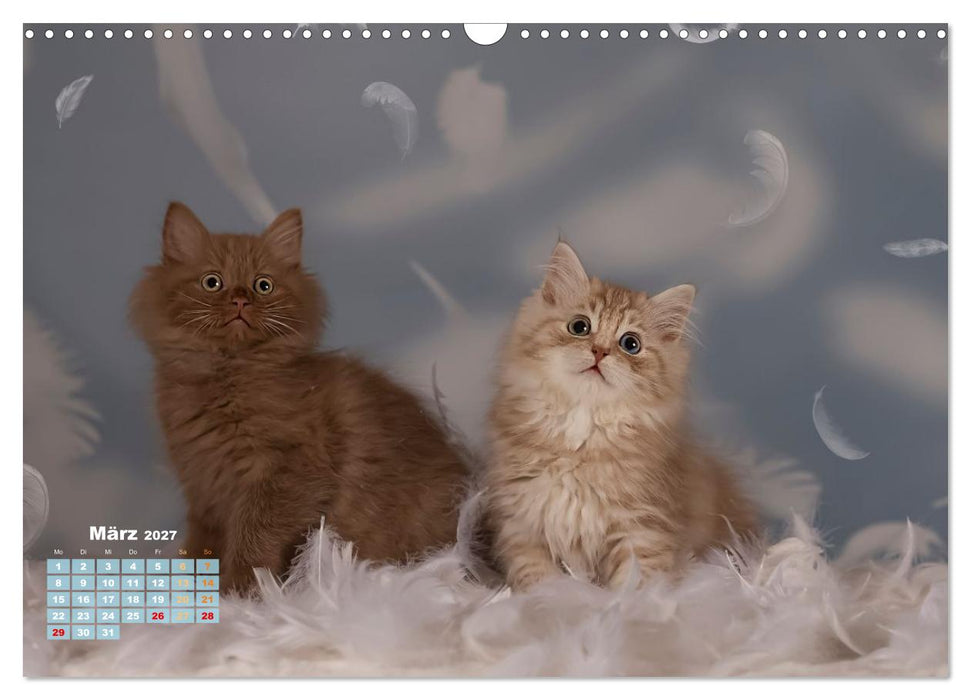 Die Kitten kommen. (CALVENDO Wandkalender 2027)