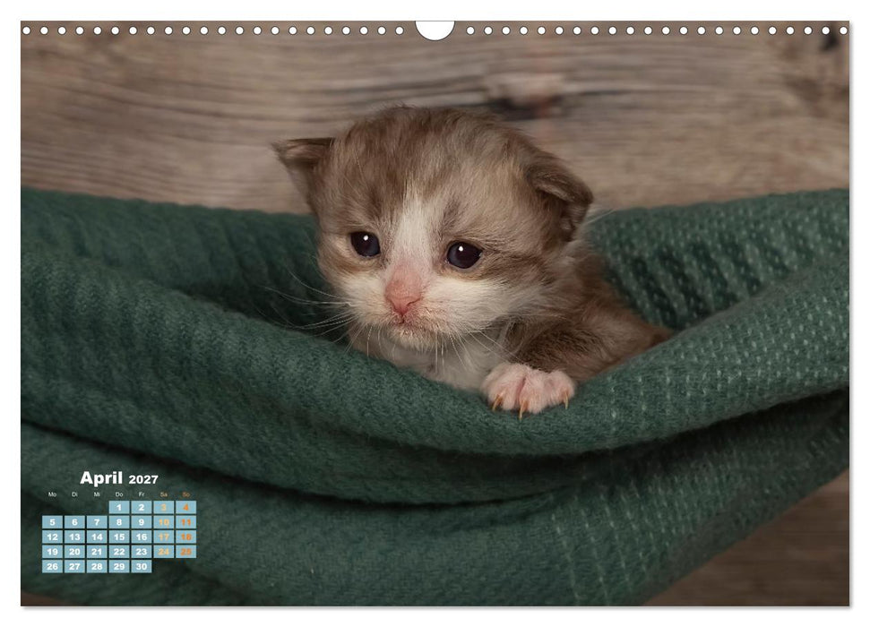 Die Kitten kommen. (CALVENDO Wandkalender 2027)