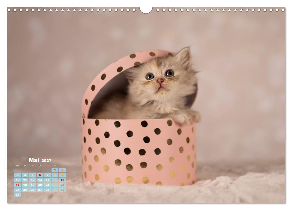Die Kitten kommen. (CALVENDO Wandkalender 2027)