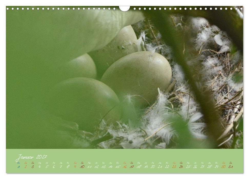 Schwanenfamilie, vom Ei bis zum Fliegen. (CALVENDO Wandkalender 2027)