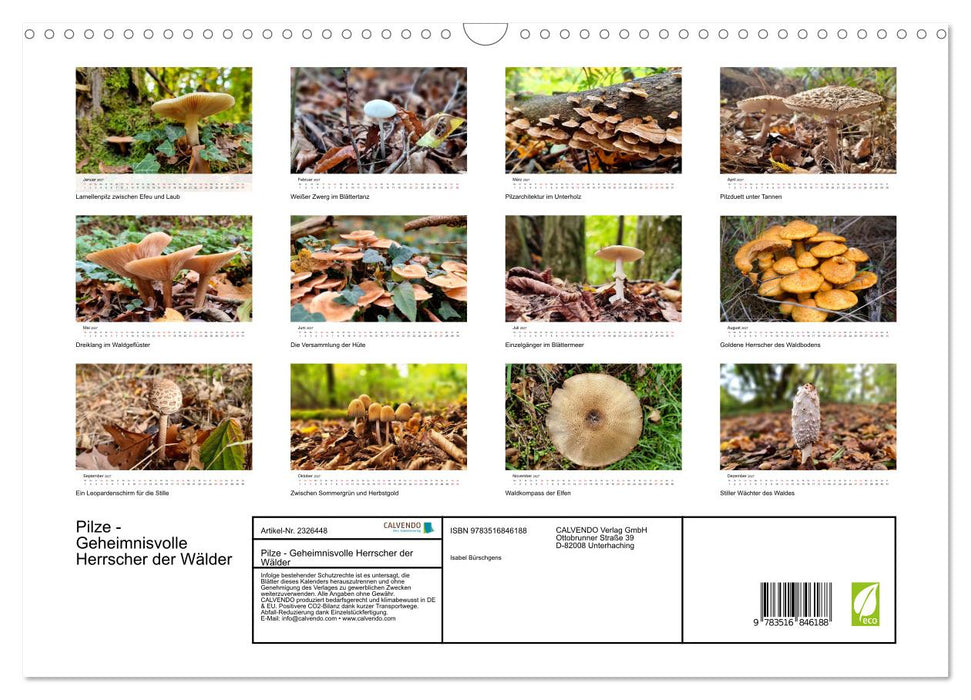 Pilze - Geheimnisvolle Herrscher der Wälder (CALVENDO Wandkalender 2027)