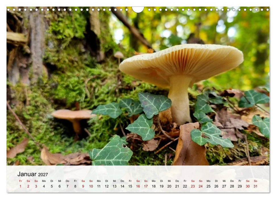 Pilze - Geheimnisvolle Herrscher der Wälder (CALVENDO Wandkalender 2027)