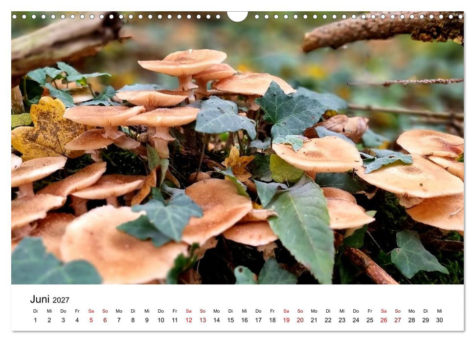 Pilze - Geheimnisvolle Herrscher der Wälder (CALVENDO Wandkalender 2027)