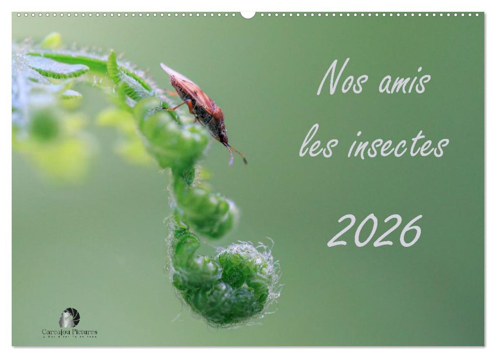 Nos amis les insectes (CALVENDO Calendrier mensuel 2027)