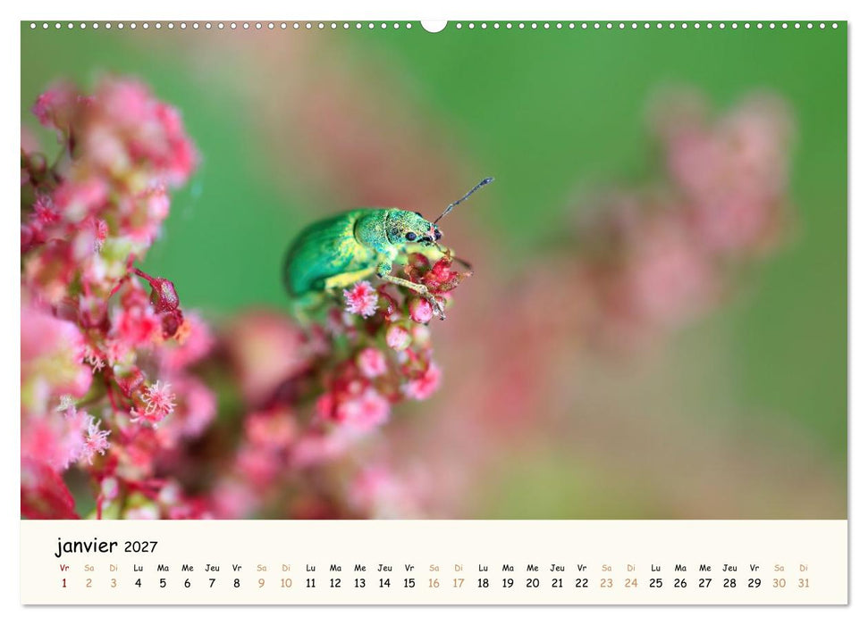 Nos amis les insectes (CALVENDO Calendrier mensuel 2027)