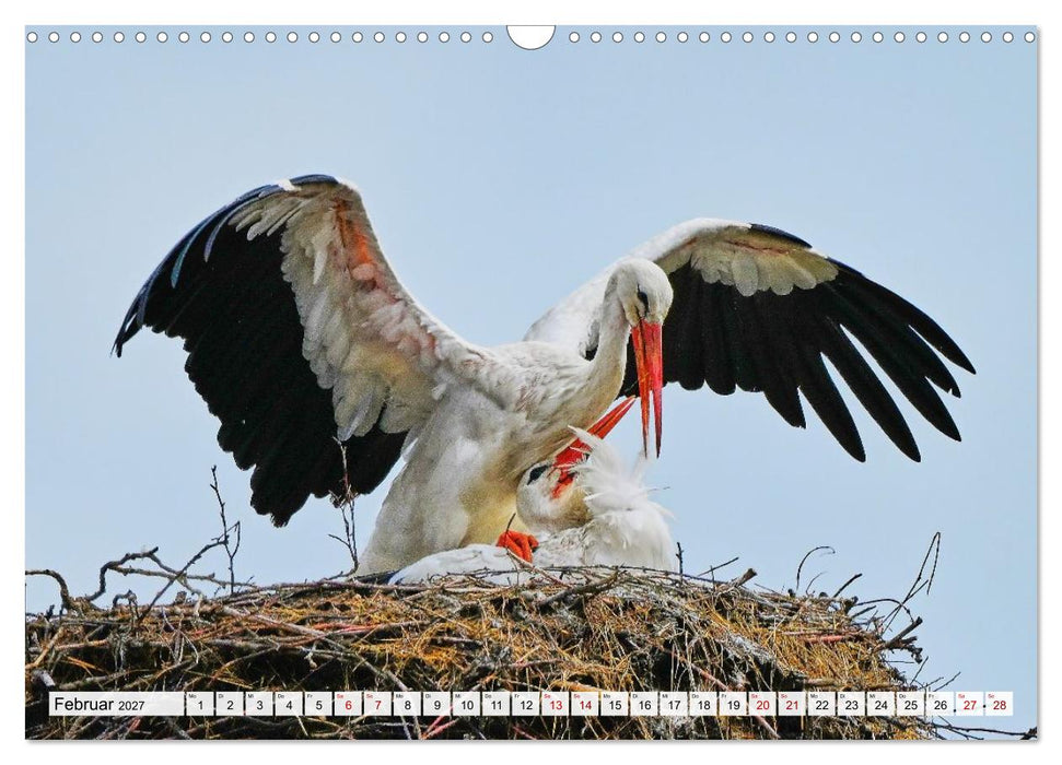 Eine Saison mit Familie Storch (CALVENDO Wandkalender 2027)