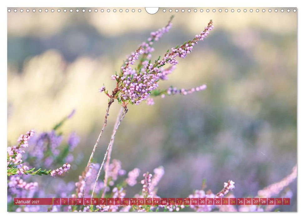 Naturpark Niederlausitzer Heidelandschaft - Heideblüte (CALVENDO Wandkalender 2027)