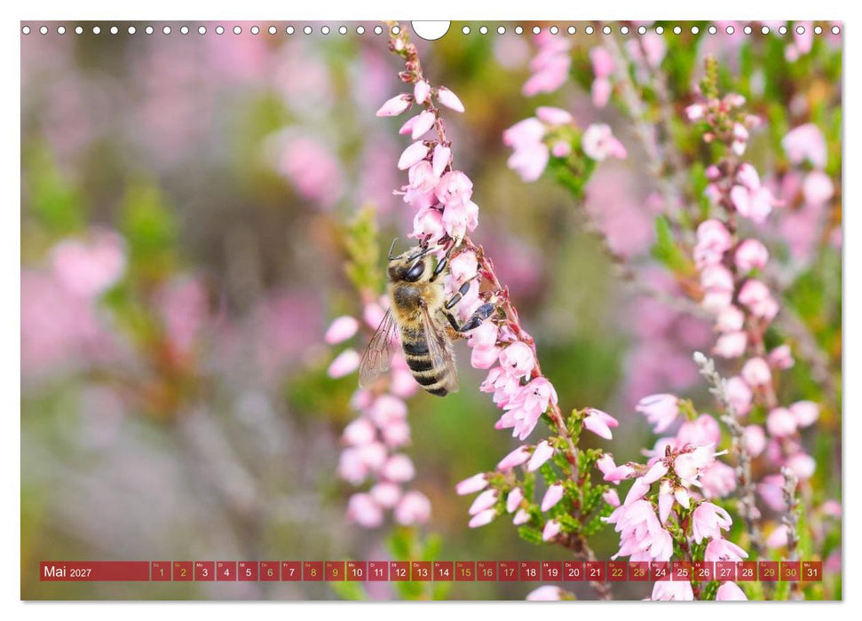 Naturpark Niederlausitzer Heidelandschaft - Heideblüte (CALVENDO Wandkalender 2027)