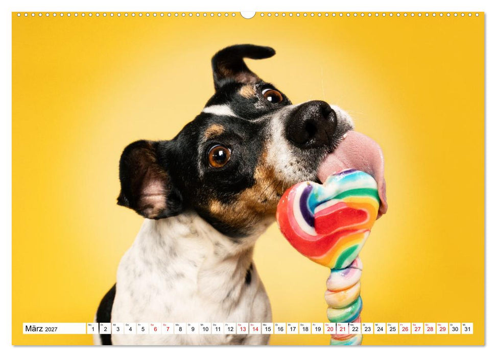 Hunde im Naschparadies (CALVENDO Wandkalender 2027)