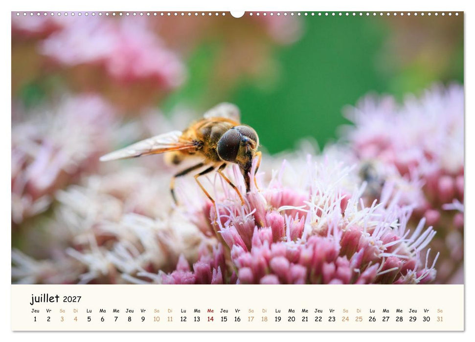 Nos amis les insectes (CALVENDO Calendrier supérieur 2027)