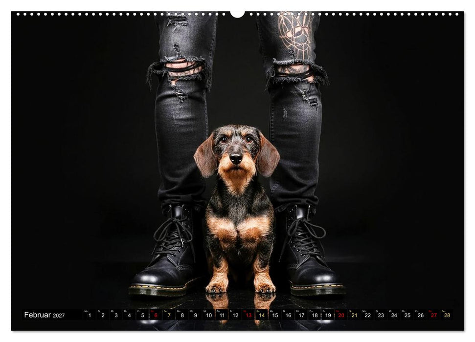 Coole Typen - Rauhaardackel (CALVENDO Premium Wandkalender 2027)