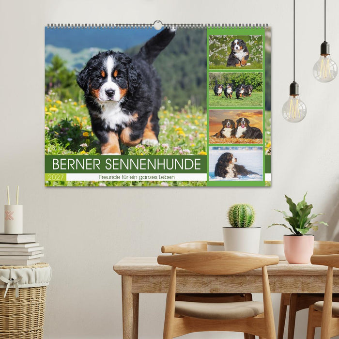 Berner Sennenhunde - Freunde für ein ganzes Leben (CALVENDO Wandkalender 2027)