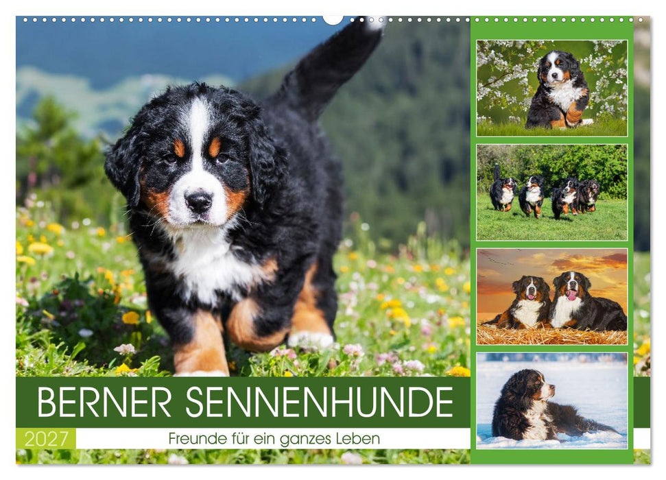 Berner Sennenhunde - Freunde für ein ganzes Leben (CALVENDO Wandkalender 2027)