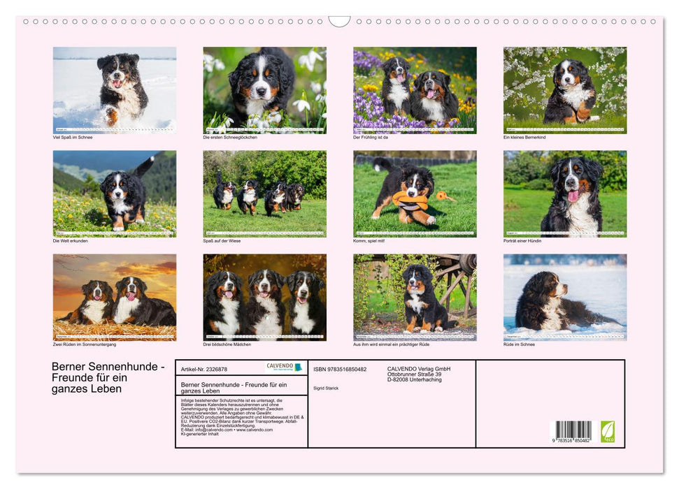 Berner Sennenhunde - Freunde für ein ganzes Leben (CALVENDO Wandkalender 2027)
