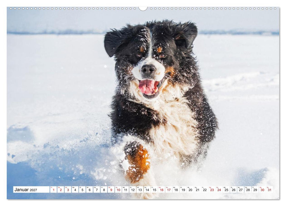 Berner Sennenhunde - Freunde für ein ganzes Leben (CALVENDO Wandkalender 2027)