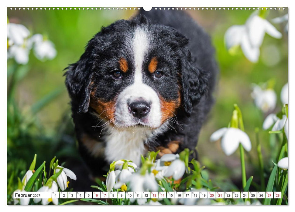 Berner Sennenhunde - Freunde für ein ganzes Leben (CALVENDO Wandkalender 2027)