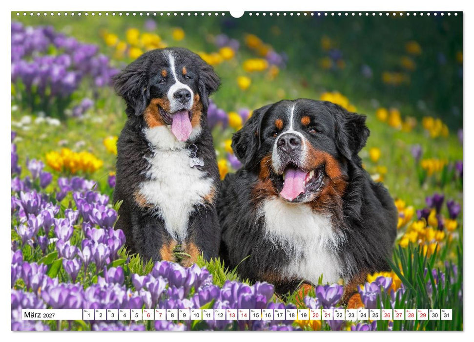 Berner Sennenhunde - Freunde für ein ganzes Leben (CALVENDO Wandkalender 2027)
