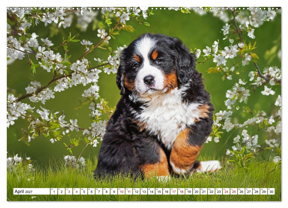 Berner Sennenhunde - Freunde für ein ganzes Leben (CALVENDO Wandkalender 2027)