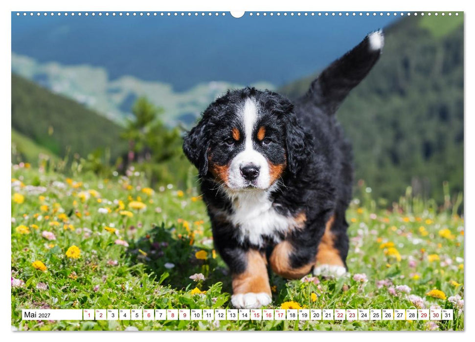Berner Sennenhunde - Freunde für ein ganzes Leben (CALVENDO Wandkalender 2027)