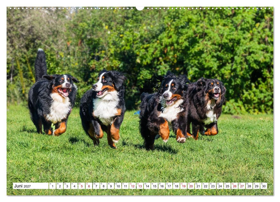 Berner Sennenhunde - Freunde für ein ganzes Leben (CALVENDO Wandkalender 2027)