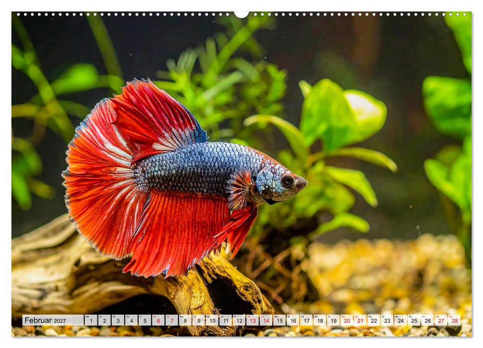 Amazonaslichter. Farben der Tiefe (CALVENDO Wandkalender 2027)