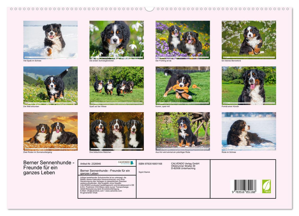 Berner Sennenhunde - Freunde für ein ganzes Leben (CALVENDO Premium Wandkalender 2027)