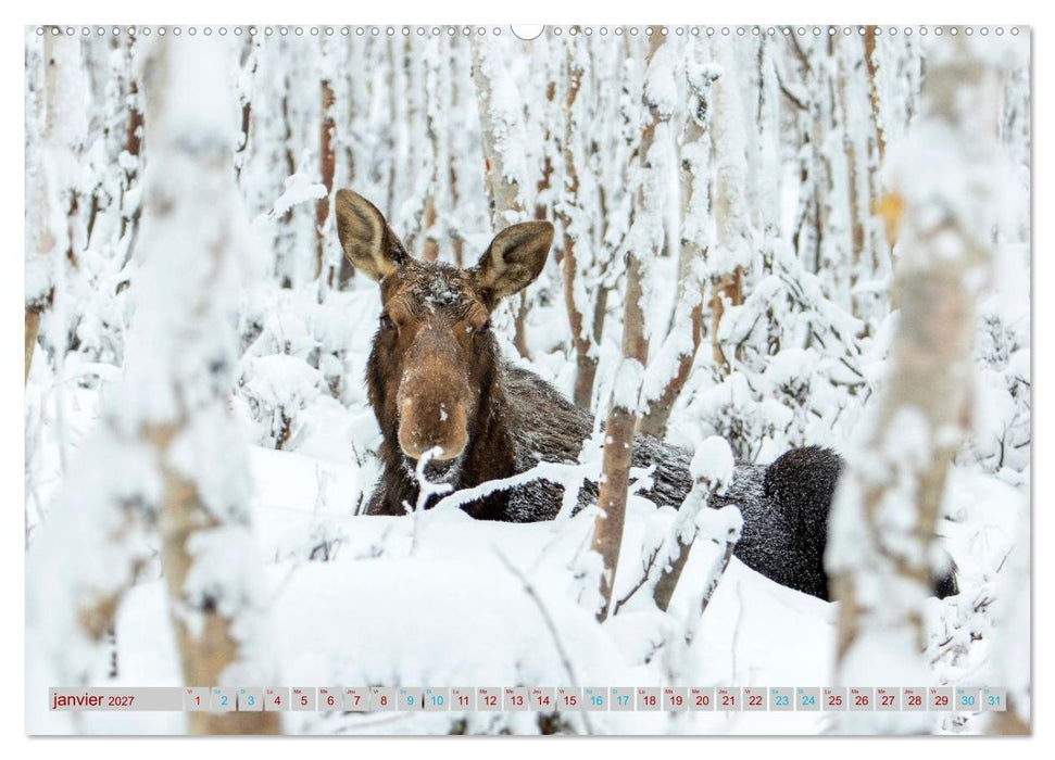 ÉLAN D'AMÉRIQUE - ROI DES FORÊTS DU NORD (CALVENDO Calendrier mensuel 2027)