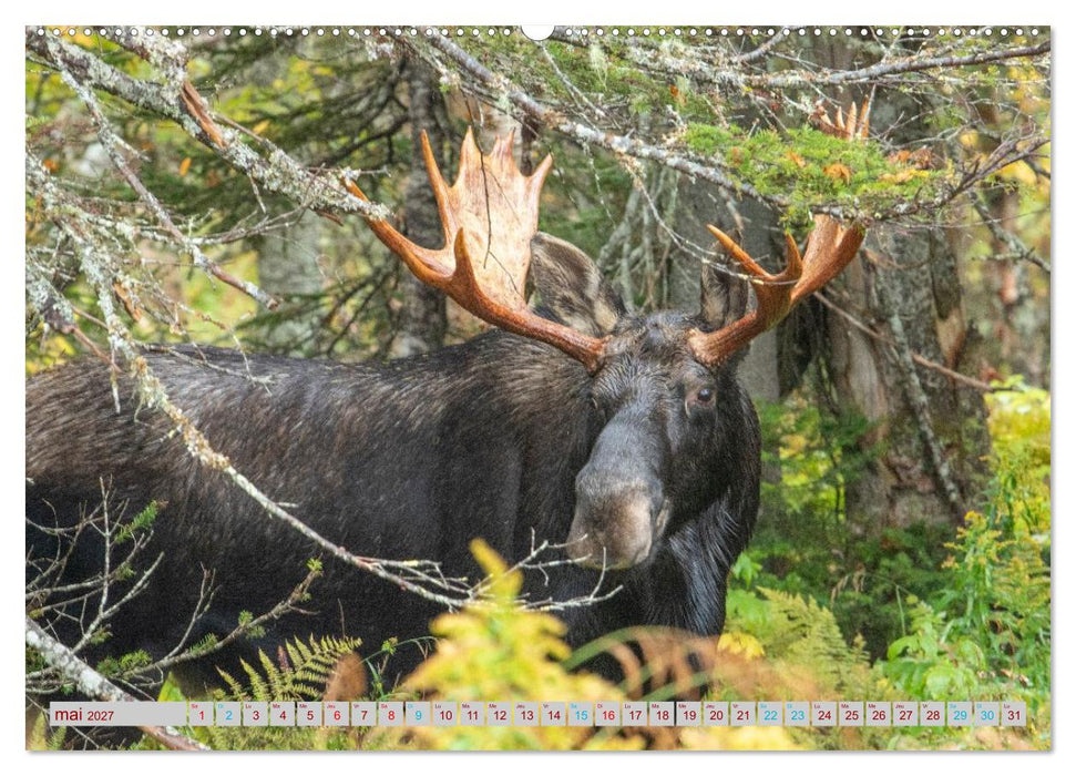 ÉLAN D'AMÉRIQUE - ROI DES FORÊTS DU NORD (CALVENDO Calendrier mensuel 2027)