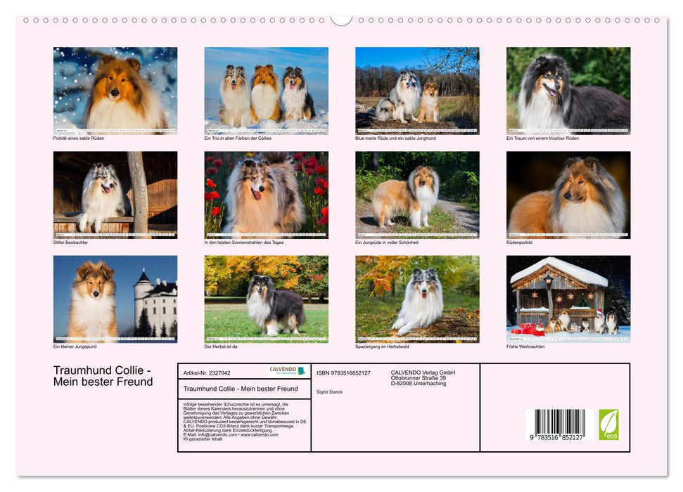 Traumhund Collie - Mein bester Freund (CALVENDO Premium Wandkalender 2027)