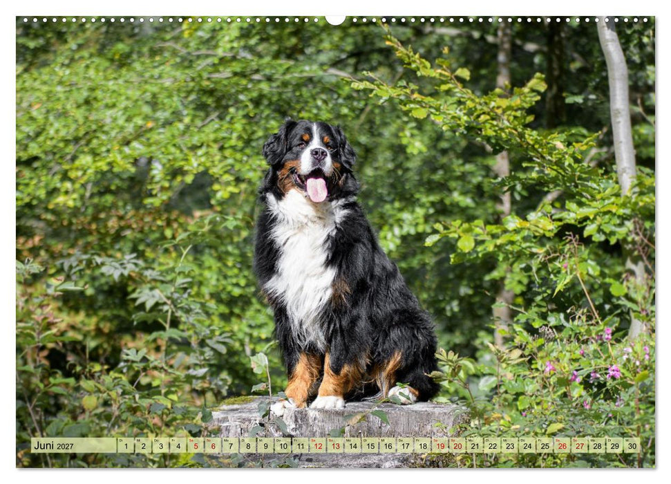 Schweizer Sennenhunde - Appenzeller - Berner - Entlebucher - Große Schweizer (CALVENDO Premium Wandkalender 2027)