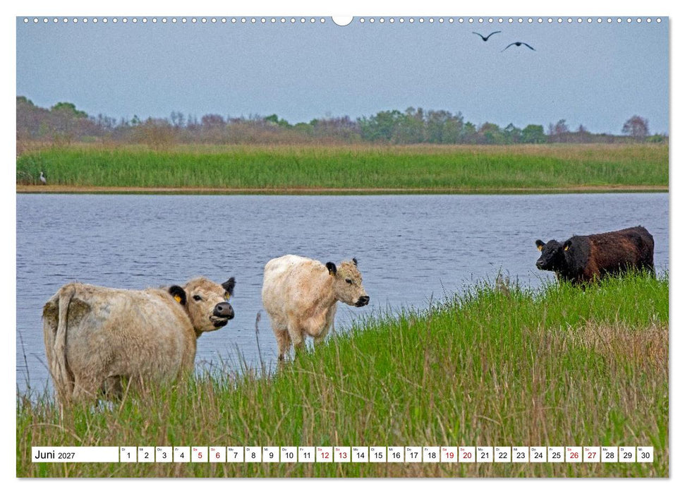 Angeln - Landschaft zwischen Schlei und Flensburger Förde (CALVENDO Premium Wandkalender 2027)