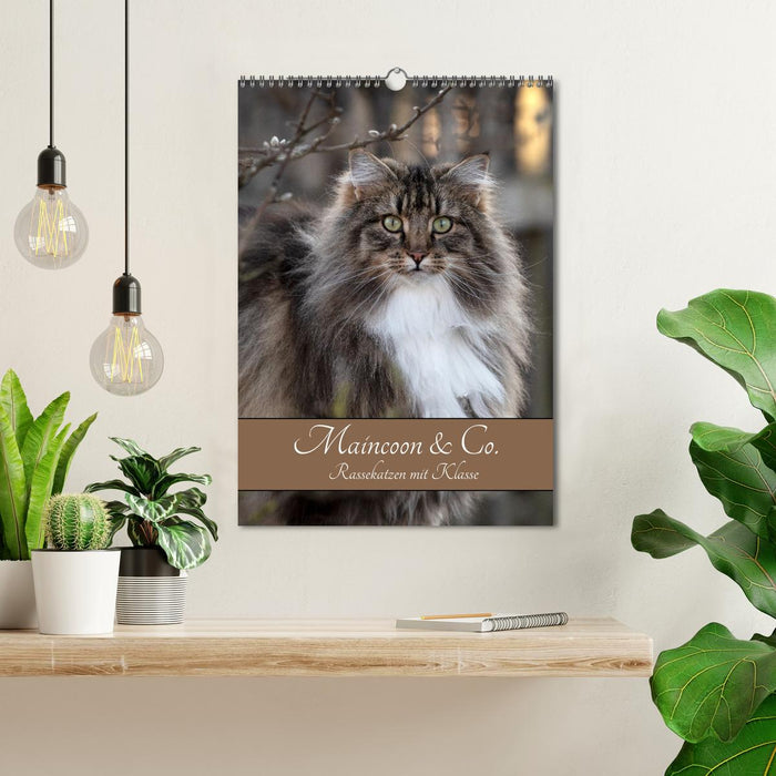 Maincoon & Co. - Rassekatzen mit Klasse (CALVENDO Wandkalender 2027)