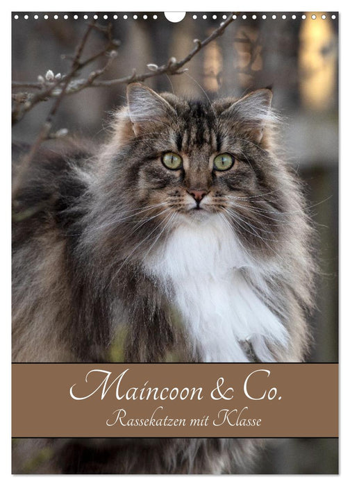Maincoon & Co. - Rassekatzen mit Klasse (CALVENDO Wandkalender 2027)