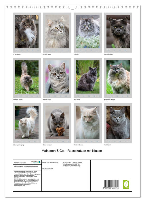 Maincoon & Co. - Rassekatzen mit Klasse (CALVENDO Wandkalender 2027)