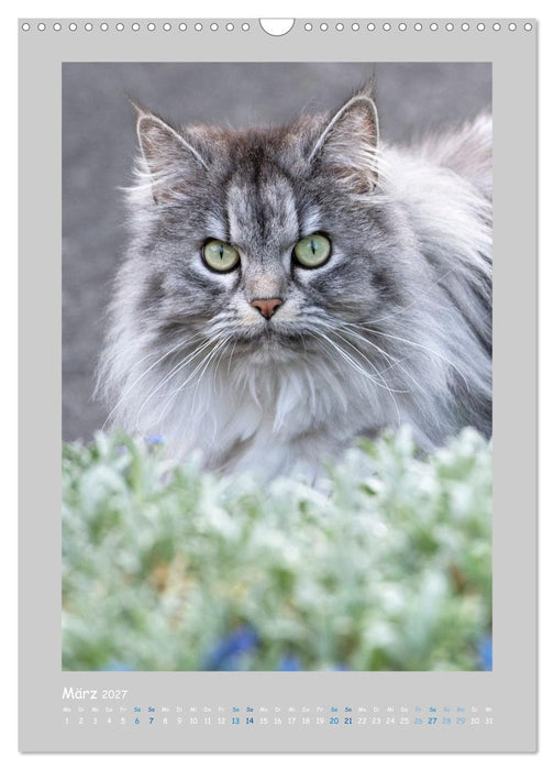 Maincoon & Co. - Rassekatzen mit Klasse (CALVENDO Wandkalender 2027)