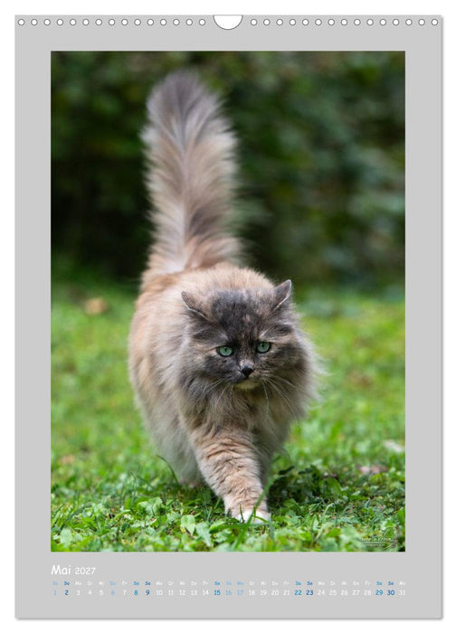 Maincoon & Co. - Rassekatzen mit Klasse (CALVENDO Wandkalender 2027)