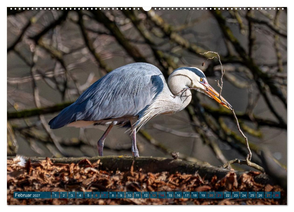 Kanadareiher und Graureiher (CALVENDO Wandkalender 2027)