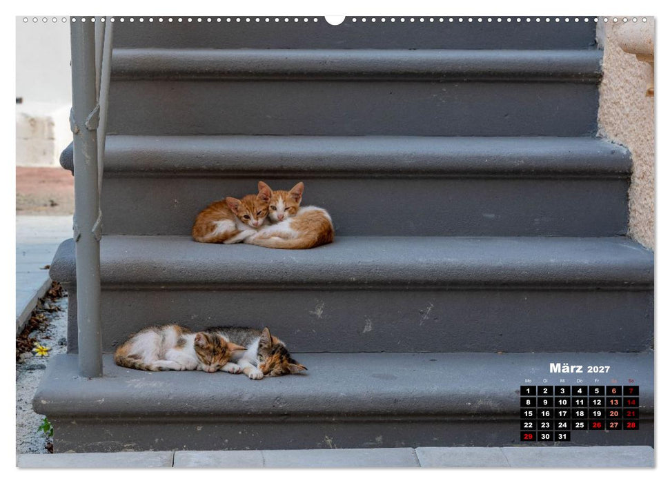 Katzen von Rhodos - Kleine Götter auf vier Pfoten (CALVENDO Premium Wandkalender 2027)
