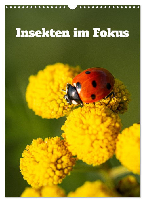 Insekten im Fokus (CALVENDO Wandkalender 2027)