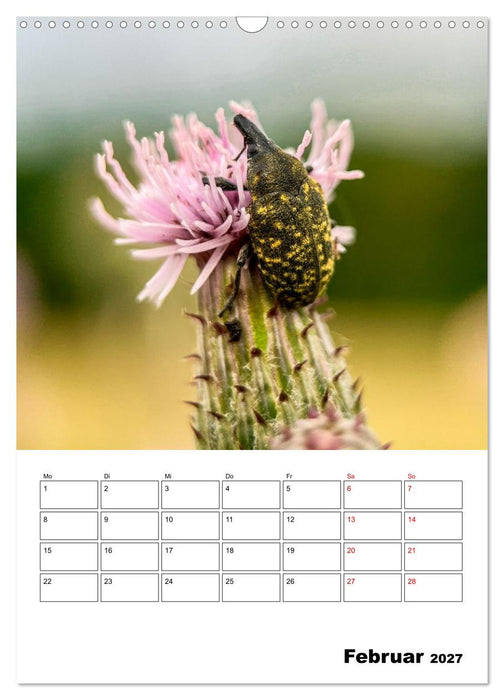 Insekten im Fokus (CALVENDO Wandkalender 2027)