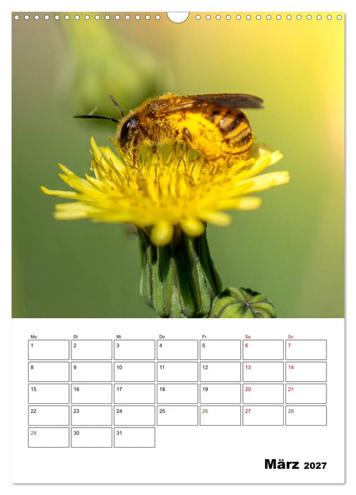 Insekten im Fokus (CALVENDO Wandkalender 2027)