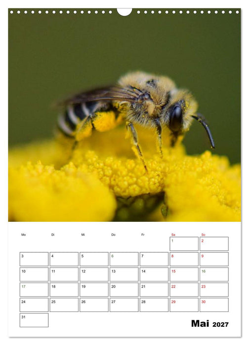 Insekten im Fokus (CALVENDO Wandkalender 2027)
