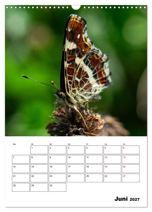Insekten im Fokus (CALVENDO Wandkalender 2027)