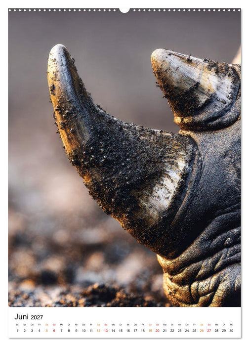 Nashorn - Stark. Stur. Schnell. (CALVENDO Wandkalender 2027)
