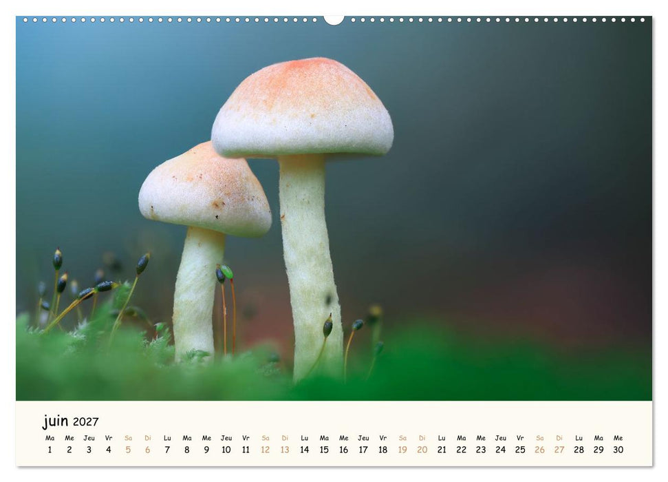 Champignons magiques (CALVENDO Calendrier supérieur 2027)