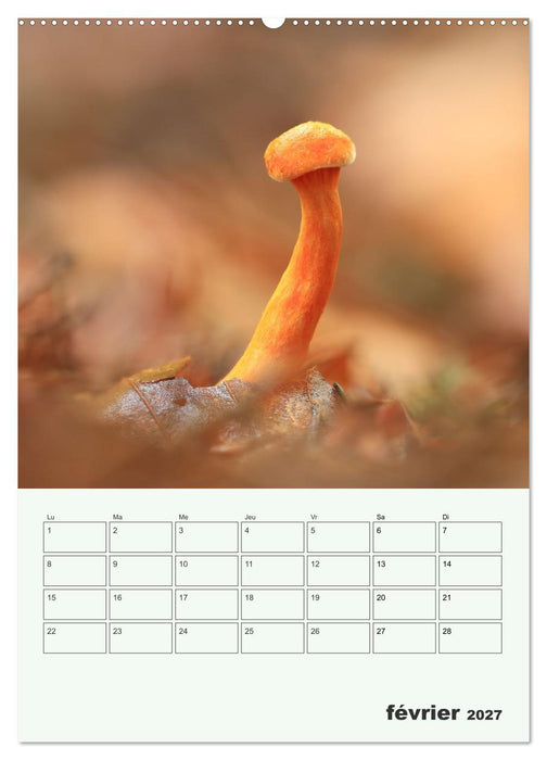 Champignons magiques - Beautés éphémères (CALVENDO Calendrier supérieur 2027)