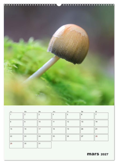 Champignons magiques - Beautés éphémères (CALVENDO Calendrier supérieur 2027)