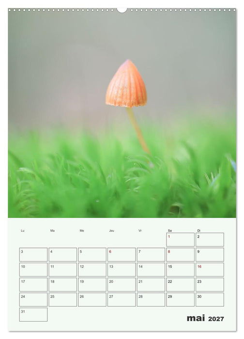 Champignons magiques - Beautés éphémères (CALVENDO Calendrier supérieur 2027)